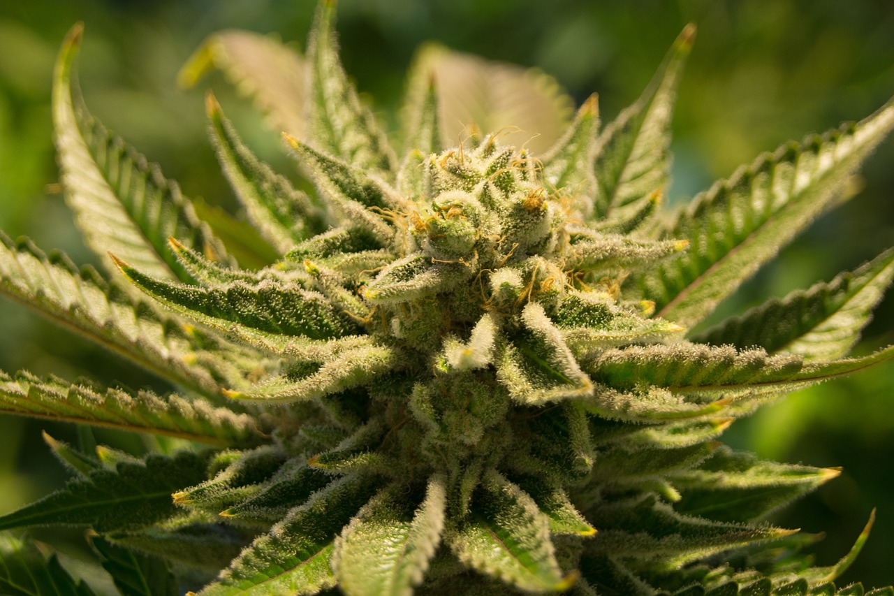 Cannabis Books: History, Culture, Science, and Fiction