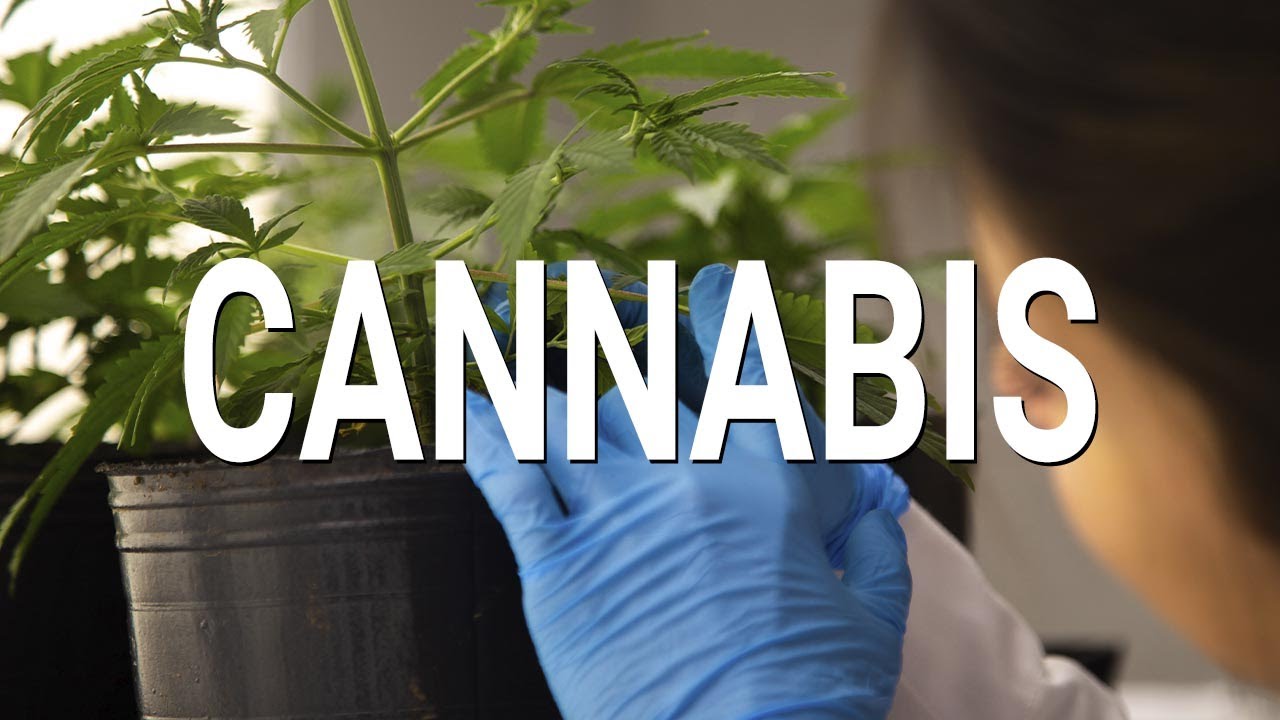 El cannabis y la investigación