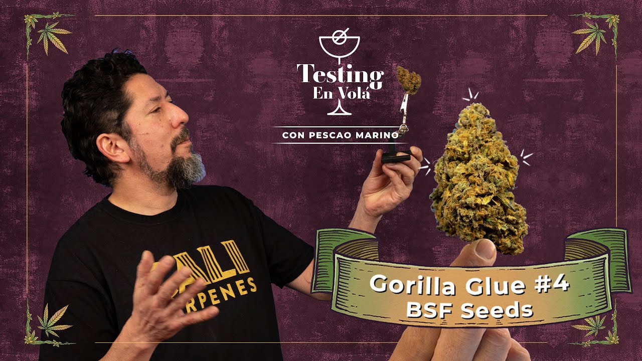 Gorilla Glue: La potencia hecha planta