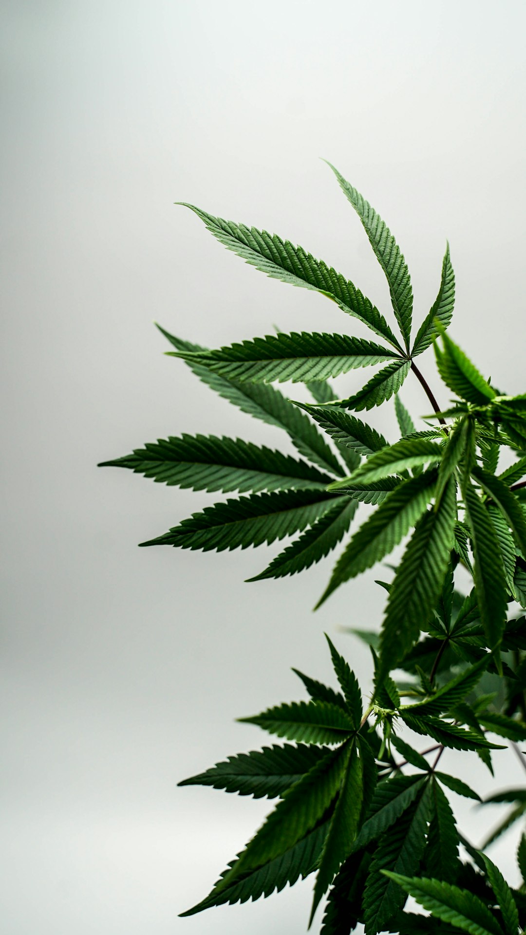 effects of cannabis on the body